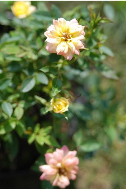 Триколор – приваблива поліантова троянда.