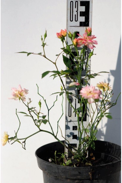 Троянда поліантова Триколор - 3л/вис.25-30см/Ø20-25см