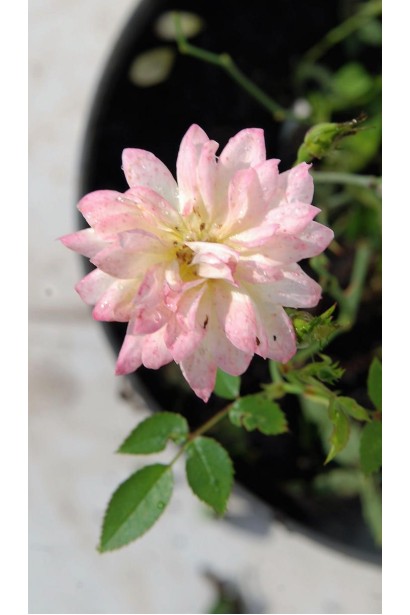 Троянда поліантова Триколор 