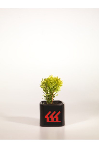 Саженец Туи западной Мириам