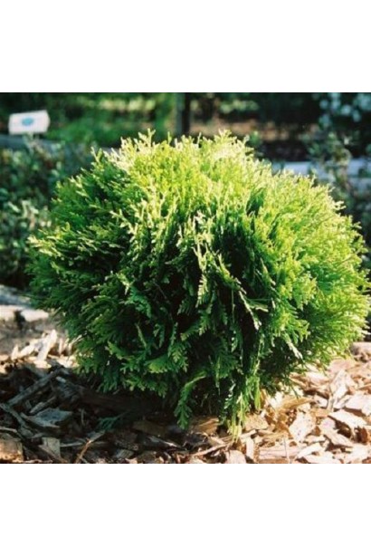 Туя Мириам® с изящной конической формой.