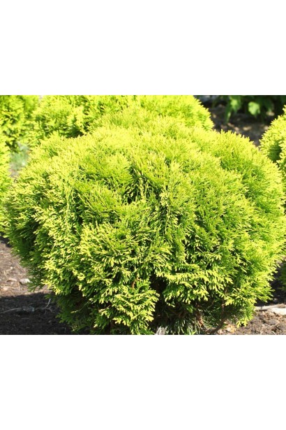 Элегантная туя Мириам® с густой хвоей.