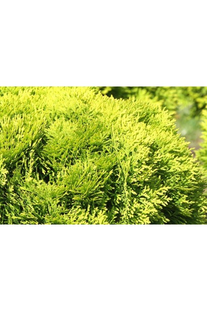 Туя западная Мириам – хвоя