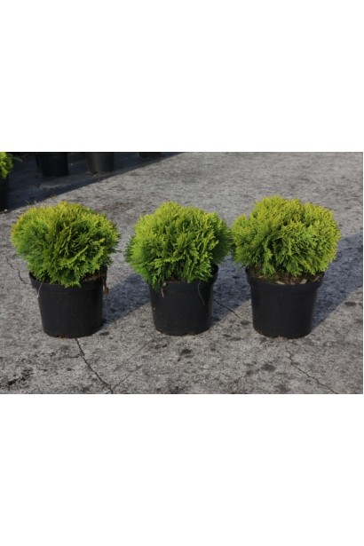 Западная Западная Мириам в контейнере