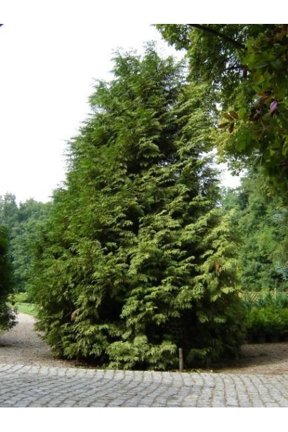 Туя складчаста Зебрина