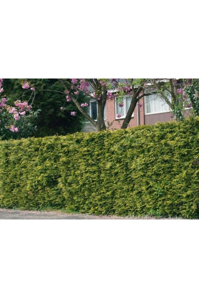 Туя складчаста Зебрина жива огорожа