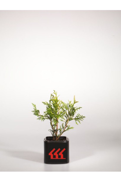 Туя складчаста Зебрина