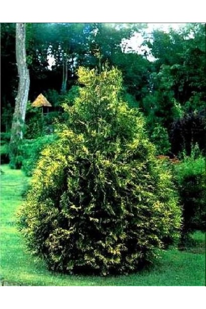 Туя Зебрина – ефектний акцент у ландшафтному дизайні.