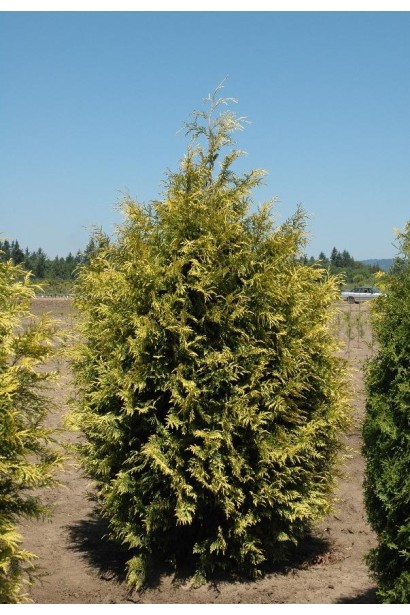 Вічнозелена туя Зебрина з незвичайною текстурою хвої.