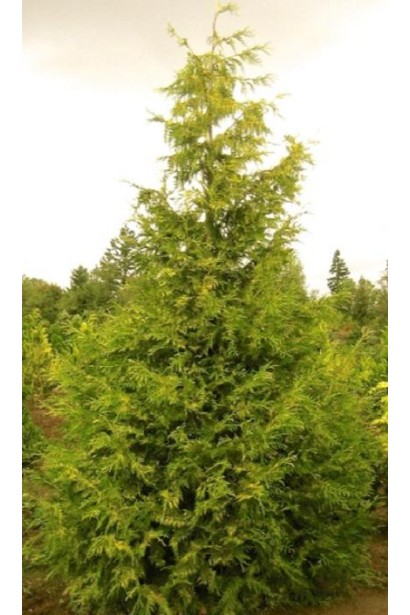 Thuja plicata Zebrina