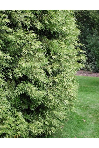 Туя складчаста Зебрина для оригінального озеленення.