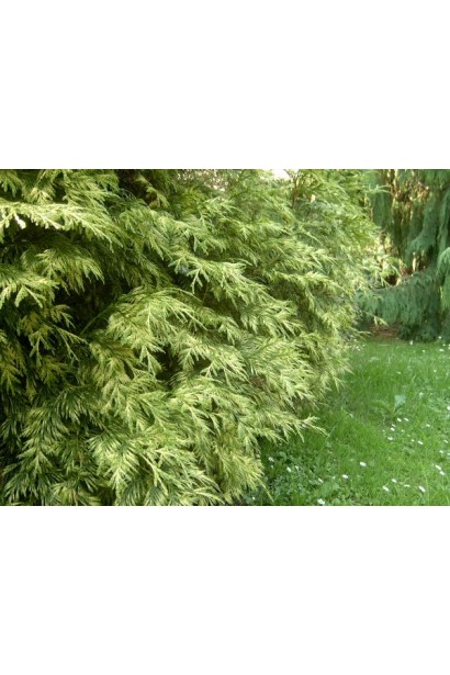 Хвоя туї Зебрина із золотистими смугами.