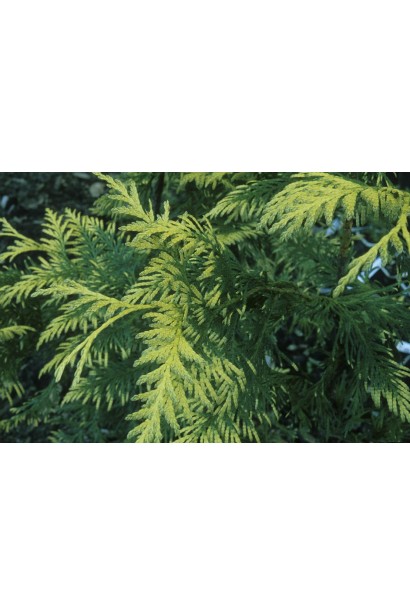 Декоративна хвоя Зебрини – поєднання зеленого й золотого.