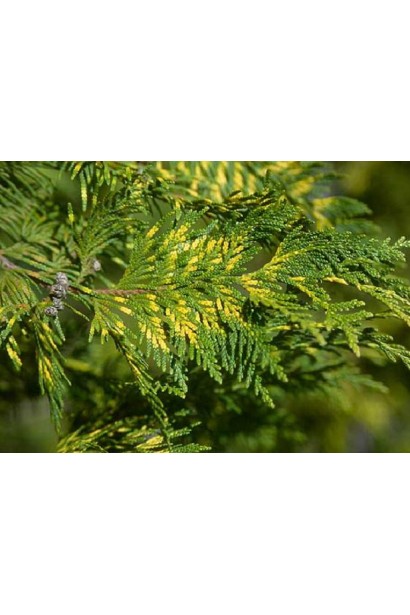 Туя Зебрина з унікальним смугастим забарвленням хвої.