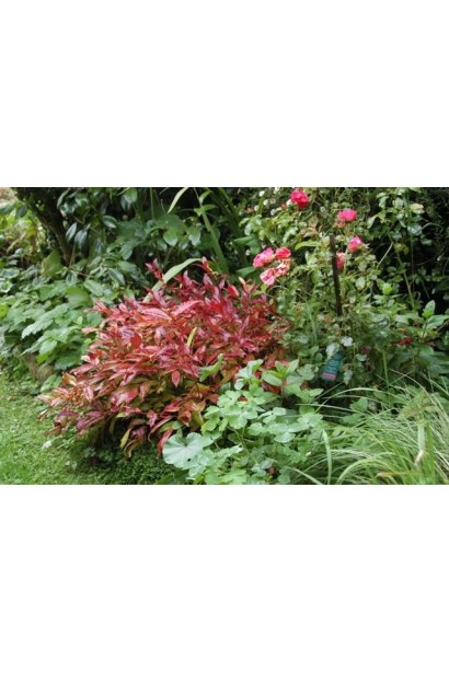 Леукотое Зеблід Скарлетта невеликий кущ з яскравим листям в ландшафті