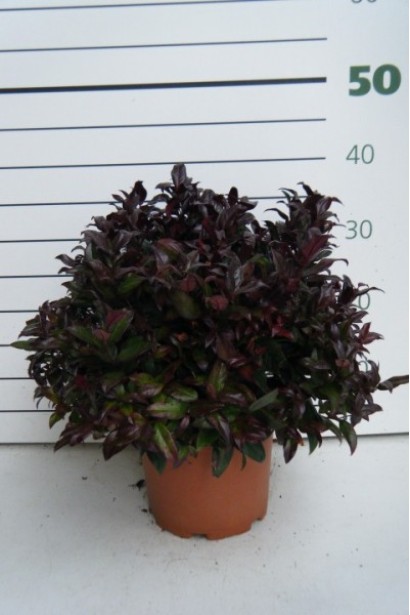 Леукотоє Zeblid Scarletta саджанець С5