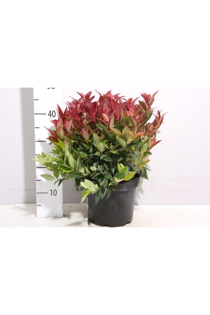 Leucothoe Zeblid Scarletta