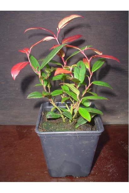 Леукотое Зеблід контейнер 0,5 л