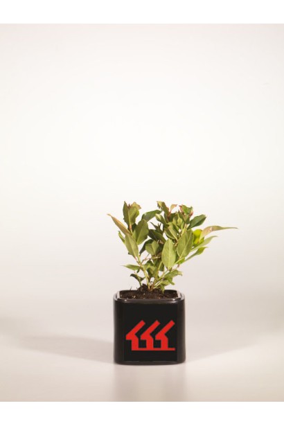 Леукотое Зеблід Скарлетта в контейнері Р9