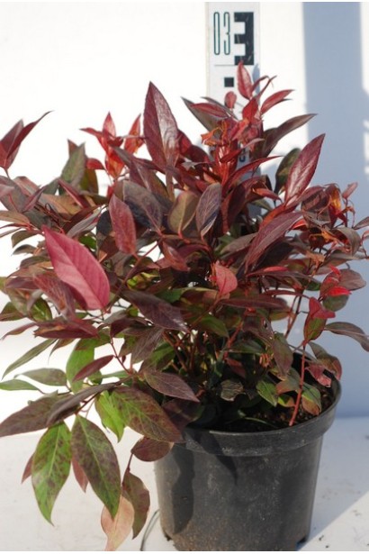 Леукотое Зеблід Скарлетта саджанець 3 л висота 20-30 см