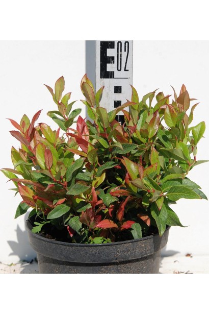 Леукотое Зеблід Скарлетта саджанець 10-20 см