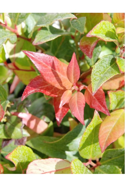 Леукотое Зеблід Скарлетта молоде зелене листя з червоними відтінками