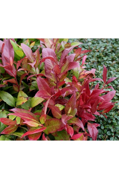 Leucothoe axillaris Zeblid 