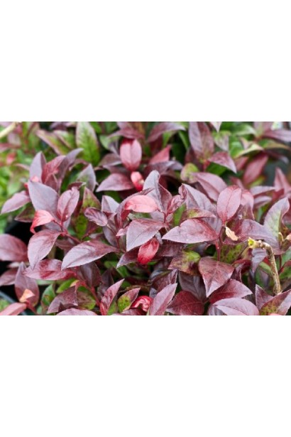 Червоно-бордове листя леукотое Скарлетта восени