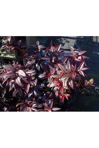 Leucothoe walteri Zeblid