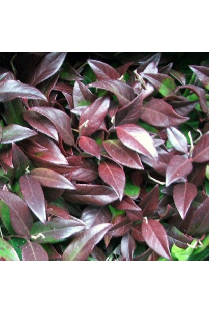 Леукотоэ Зеблид Скарлетта