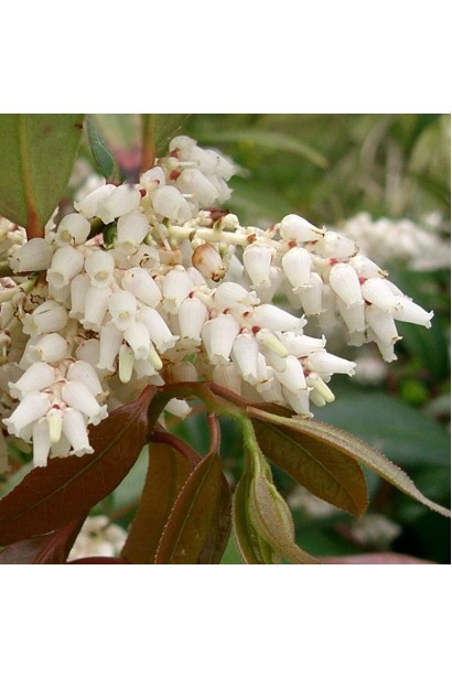 Леукотое Зеблід Скарлетта цвітіння білими дзвіночками