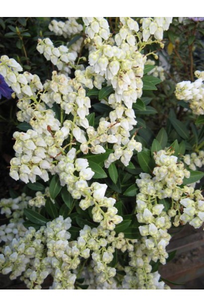 Леукотое Зеблід Скарлетта білі квіти 