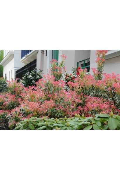 Пієрис Флемінг Сільвер: декоративний чагарник із яскраво-обрамленим сріблястим листям.