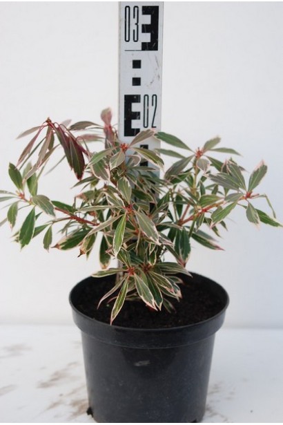 Pieris japonica Flaming Silver