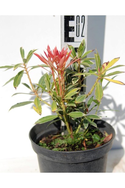 Пієрис японський Флемінг Сільвер в контейнері