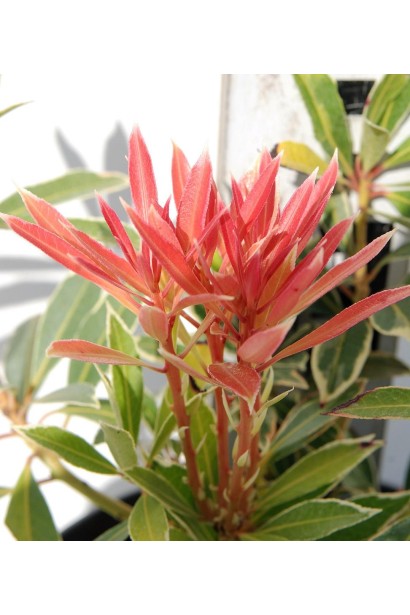 Пієрис Флемінг Сільвер: рослина з декоративною цінністю для будь-якого сезону.