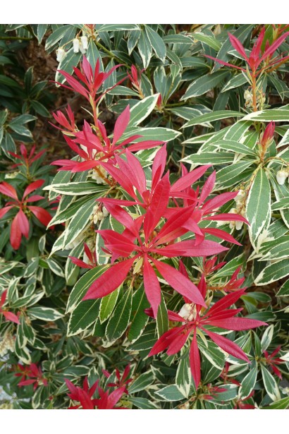 Пієрис Флемінг Сільвер: рослина з декоративною цінністю для будь-якого сезону.