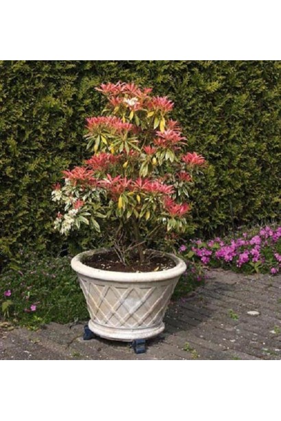 Кущ Пієриса Флемінг Сільвер – витонченість і декоративність у вашому саду.