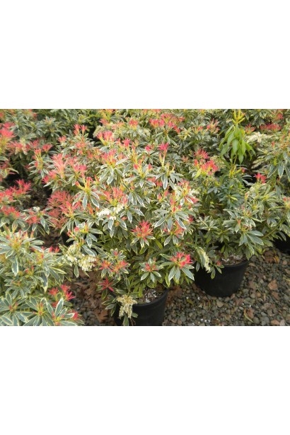 Pieris japonica Flaming Silver