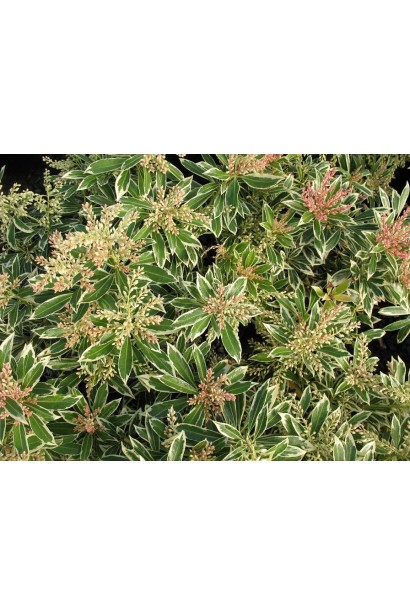 Пієрис японський Флемінг Сільвер кущ