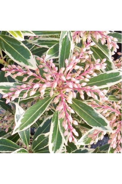 Листя Пієриса Flaming Silver: насичено-зелене з білою окантовкою, змінює відтінки протягом року.