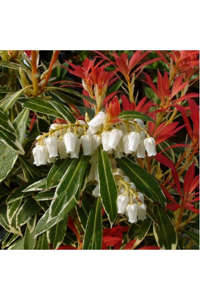 Квітучий Пієрис Флемінг Сільвер: білосніжні квіти, що створюють витончену композицію.