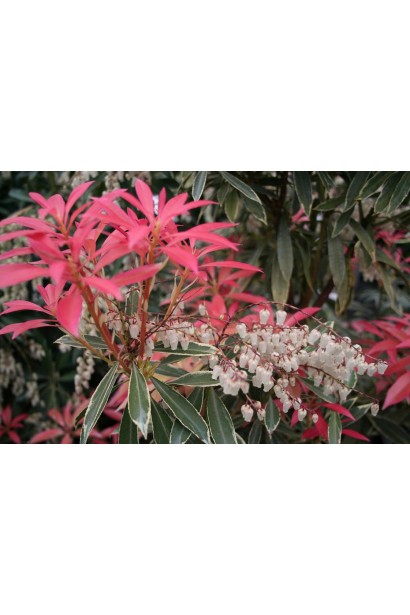 Flaming Silver: яскравий акцент на клумбі завдяки контрастному листю та витонченим квітам.