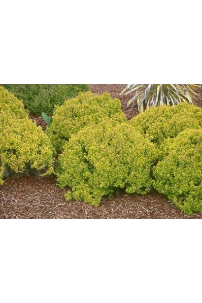 Барбарис Тунберга Голден Дівайн