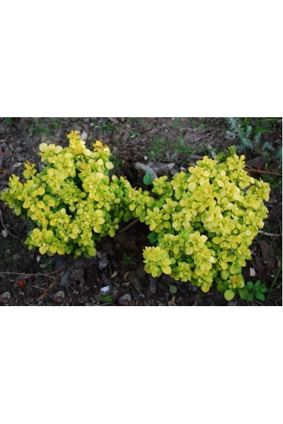 Berberis thunbergii Golden Divine/Dеvine