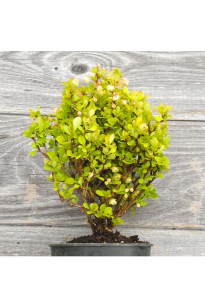 Барбарис  Голден Дівайн золотистий