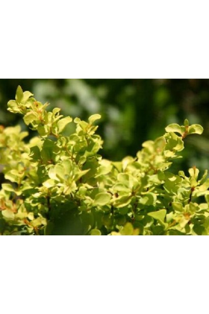 Барбарис Голден Дівайн жовте листя