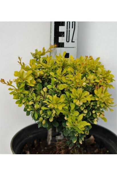 Барбарис Голден Дивайн  в горщику