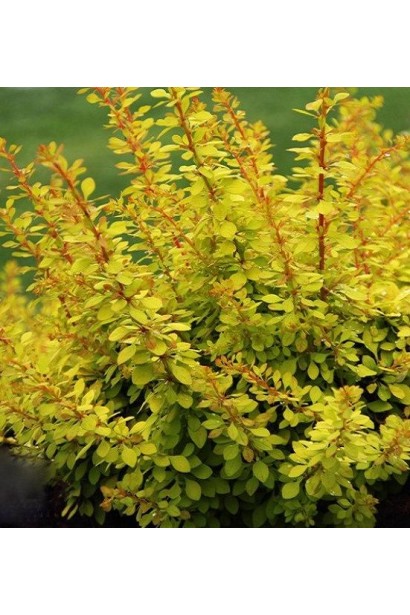 Барбарис Голден Дрім золотистий колір