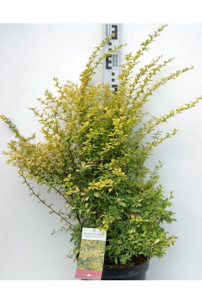 Барбарис Тунберга Голден Дрім висота 70 см